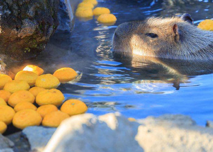 A capybara relaxing in a bath with yuzu floating around.